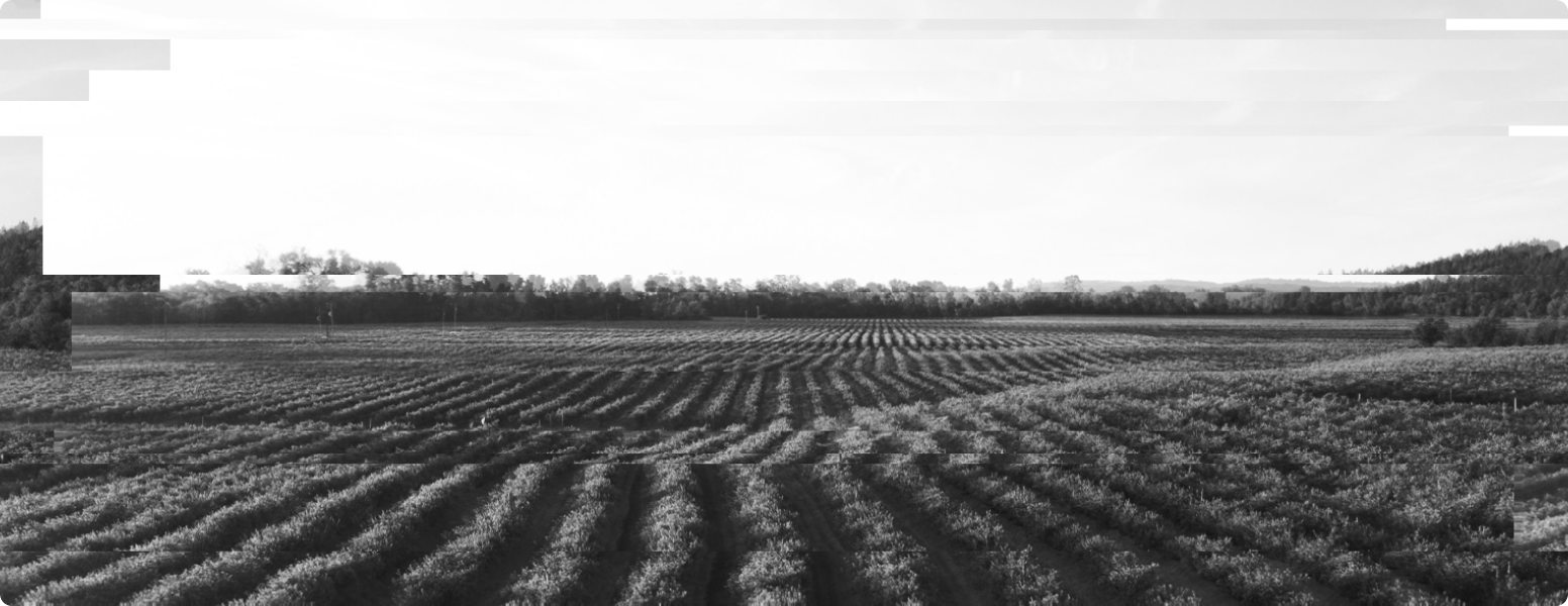 Фото сельскохозяйственного поля
